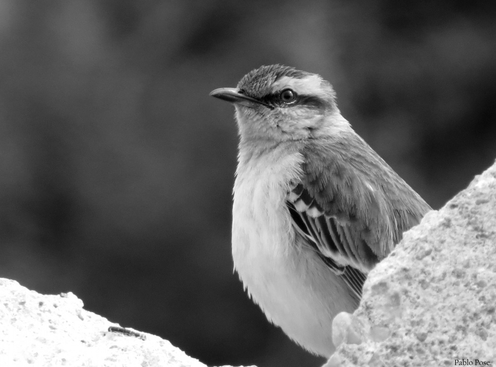 "Calandria." de Pablo Pose