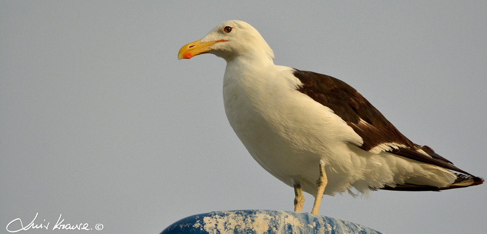 "Gaviota cocinera" de Luis Orlando Krause