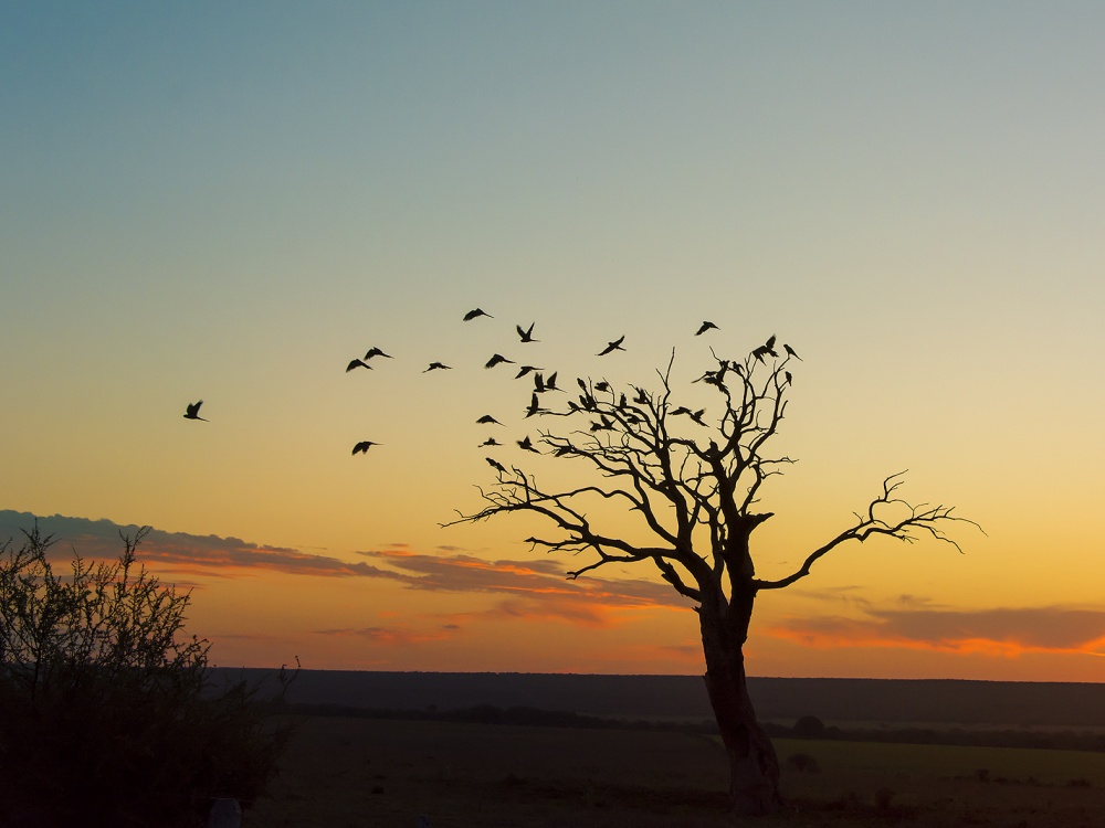 "loros al viento" de Jose Luis Anania