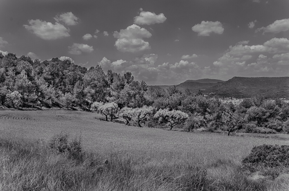 "Trigalillos y Nubes... Byn" de Carmen Esteban