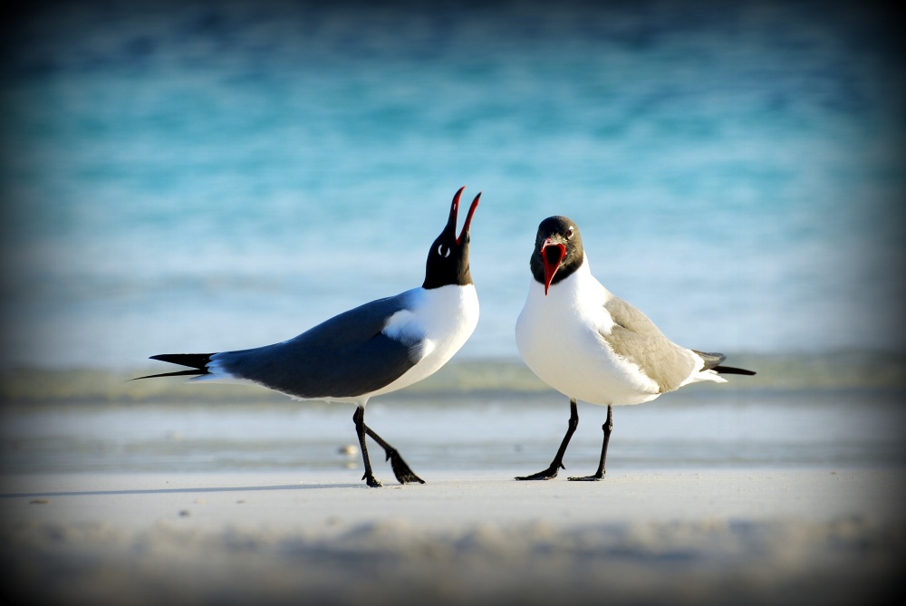 "conversando" de Elisa Reynoso