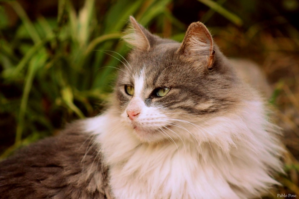 "Bonita gatita." de Pablo Pose