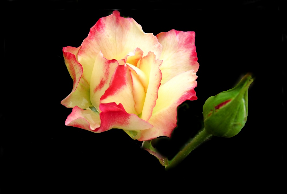 "`Slo una rosa`" de Iris Elizabeth Scotto