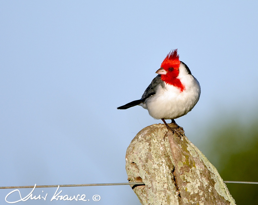 "Cardenal" de Luis Orlando Krause