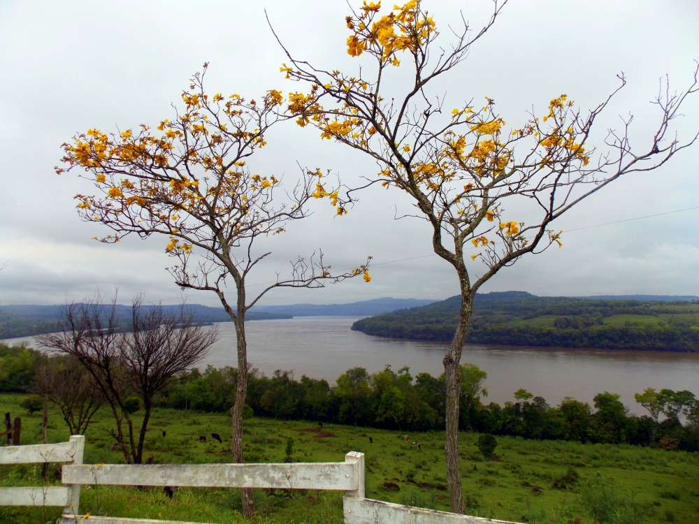 "Lapachos en flor" de Ana Rosalia Scott