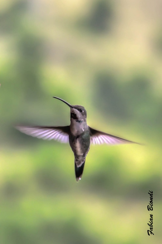 "Sobrevolando" de Fabian Biondi