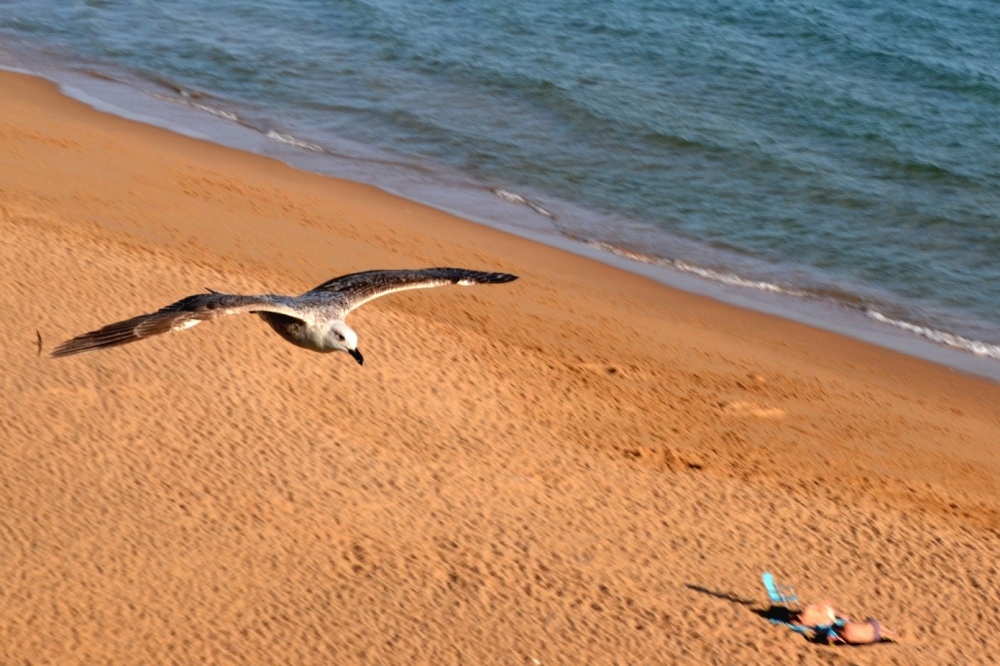 "Custodio de la playa" de Carlos D. Cristina Miguel