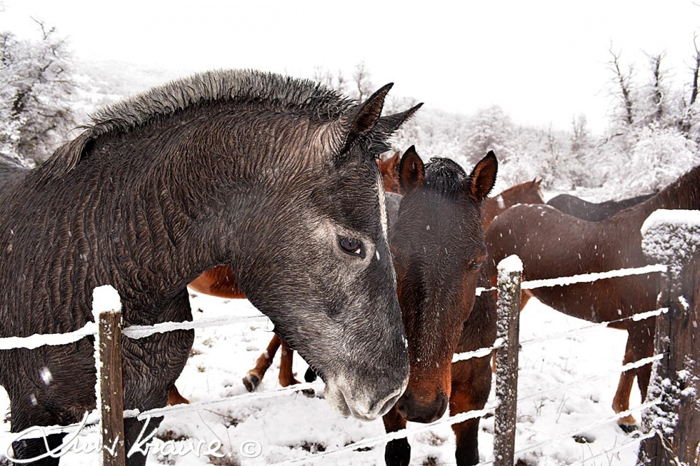 "Caballos" de Luis Orlando Krause