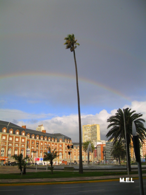 "`La Gran Palmera`" de Mabel Ester Lattanzi