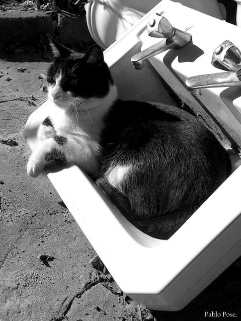 "Preparando la siesta." de Pablo Pose