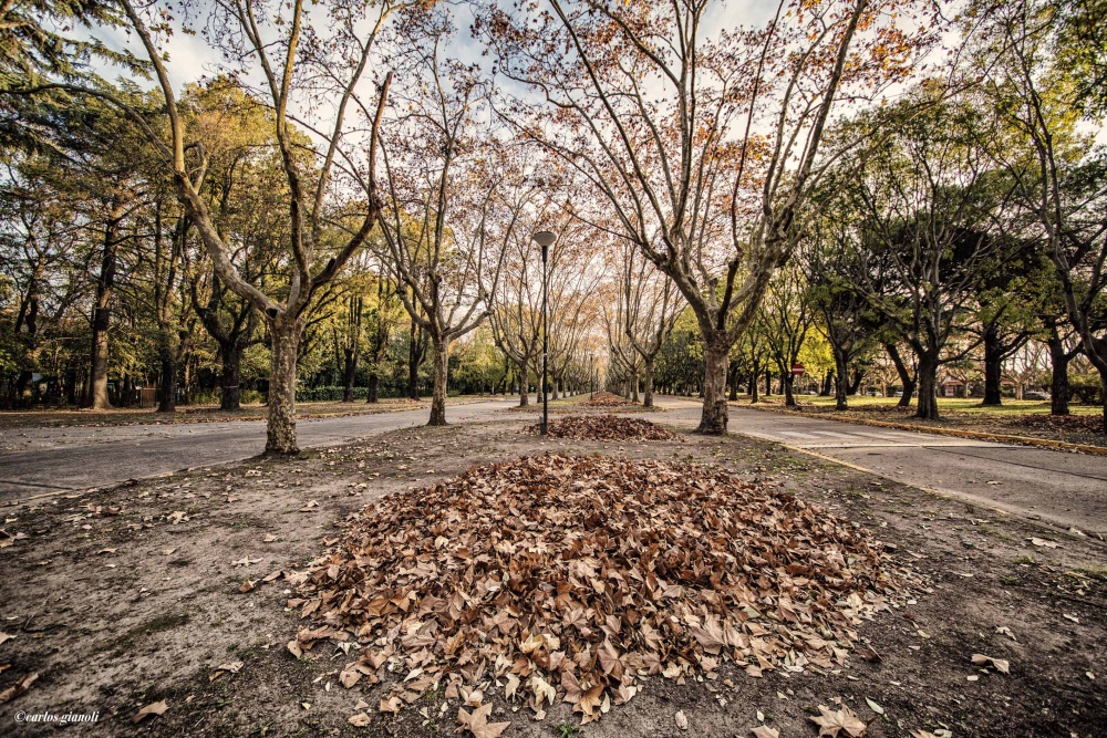 "Homenaje al otoo: hojas." de Carlos Gianoli