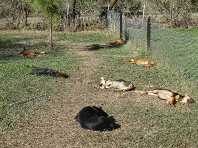 "siestita canina" de Eduardo Garcia Valsi