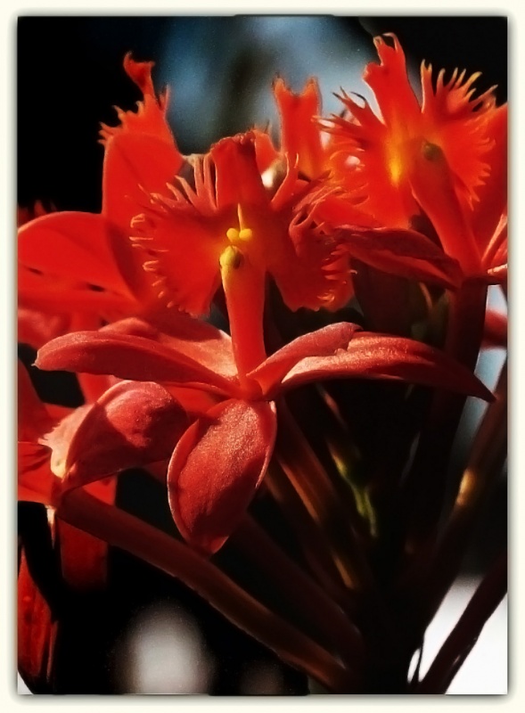 "La estrella roja. (Epidendrum Cinnabarinum)" de Roberto A. Torres