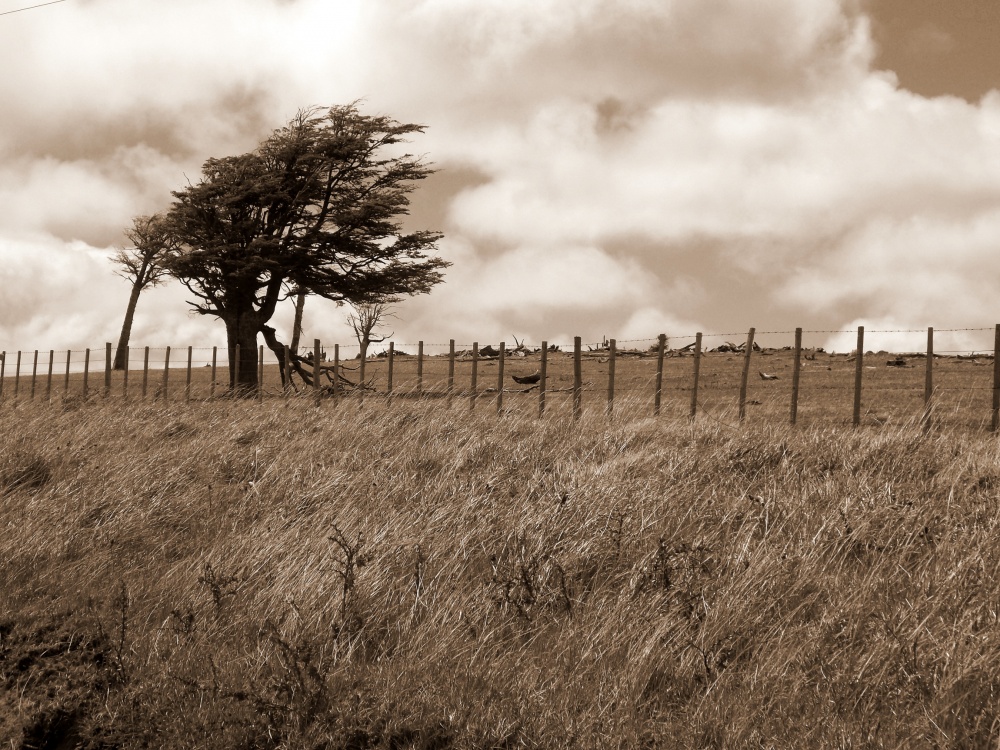 "Donde manda el viento" de Ana Rosalia Scott