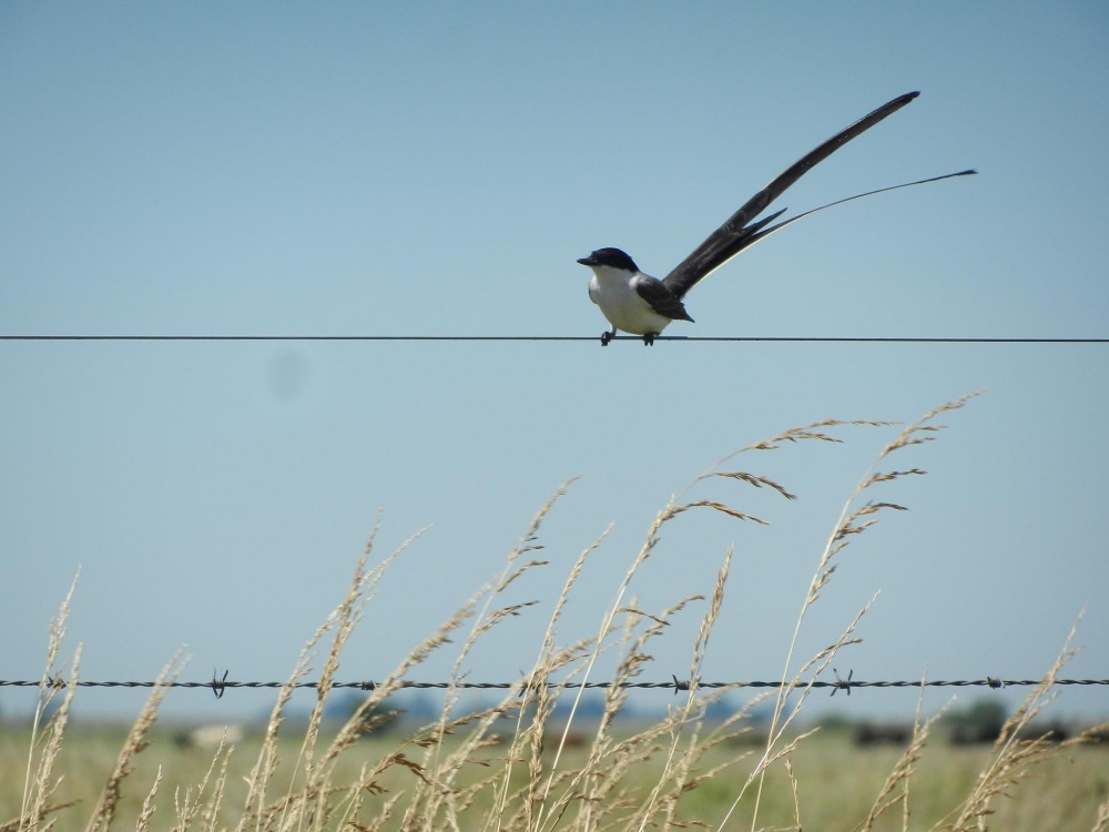 "equilibrio y viento" de Malvina Eva Garcia