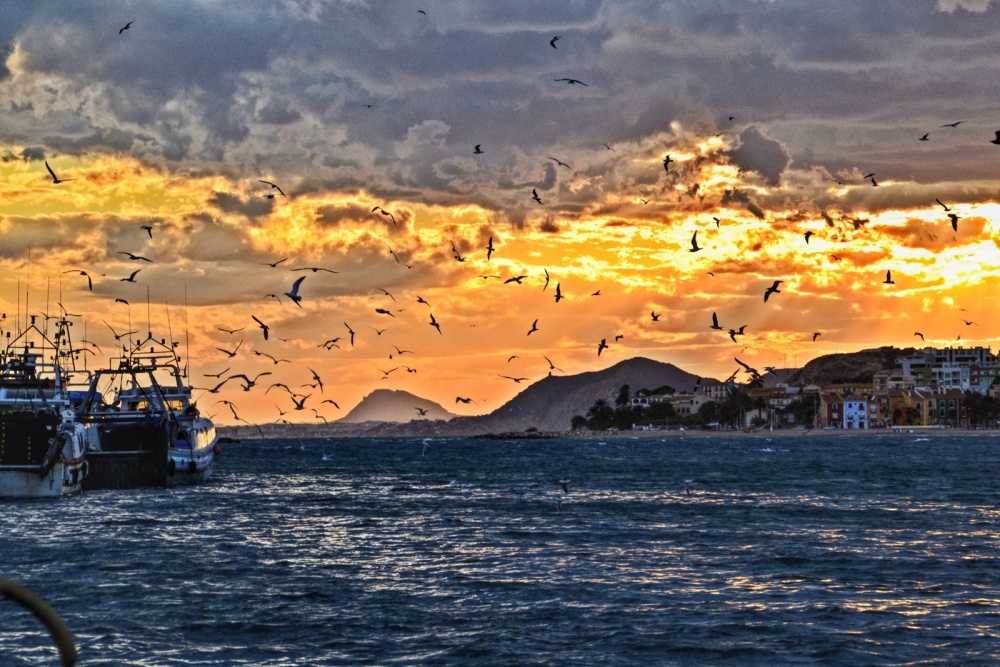 "** DORADOS MARINEROS **" de Antonio Snchez Gamas (cuky A. S. G. )