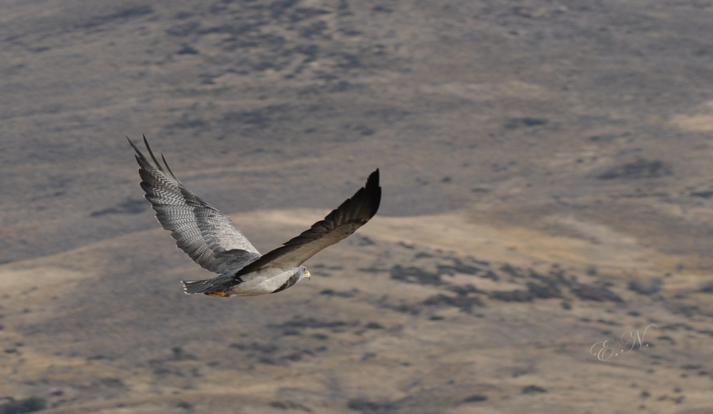 "Vuelo" de Elizabeth Nizetich