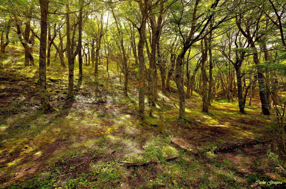 "el bosque del desierto" de Carlos Gustavo Gragera Garriga