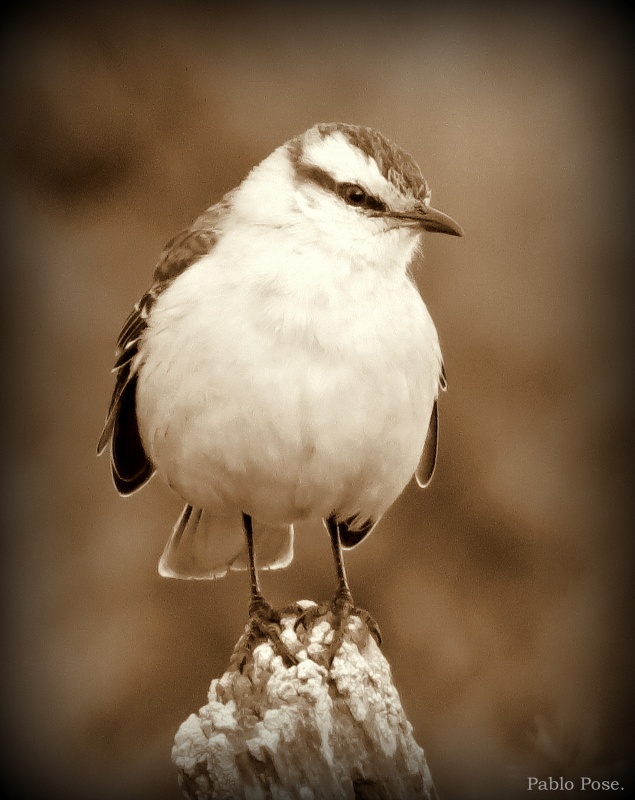 "Calandria regordeta." de Pablo Pose