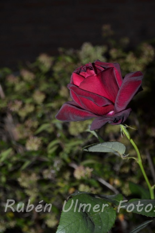 "Rosa roja" de Rubn Antonio Ulmer