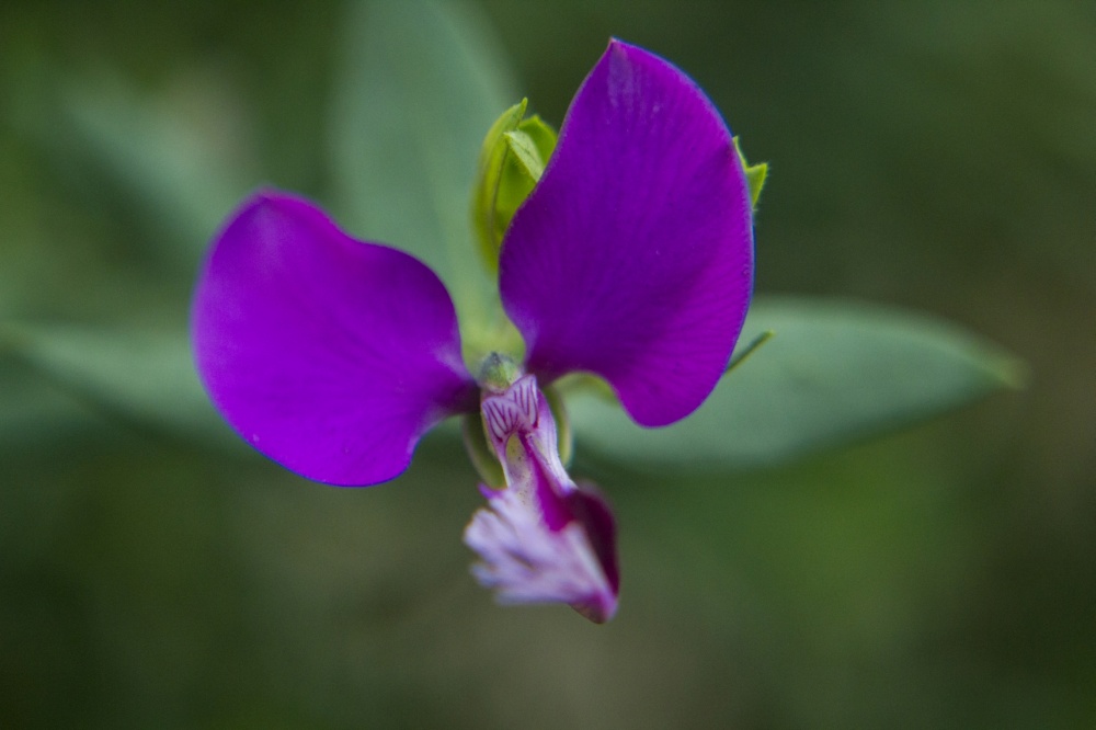 "Flor violeta" de Claudio H. Fioretti