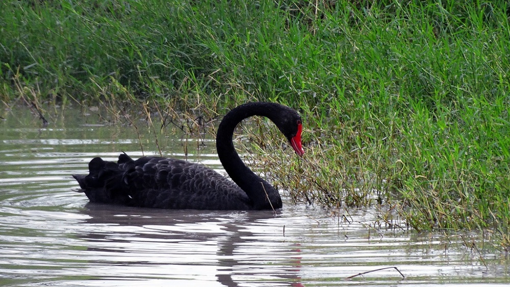"Cisne Negro" de Roberto A. Torres
