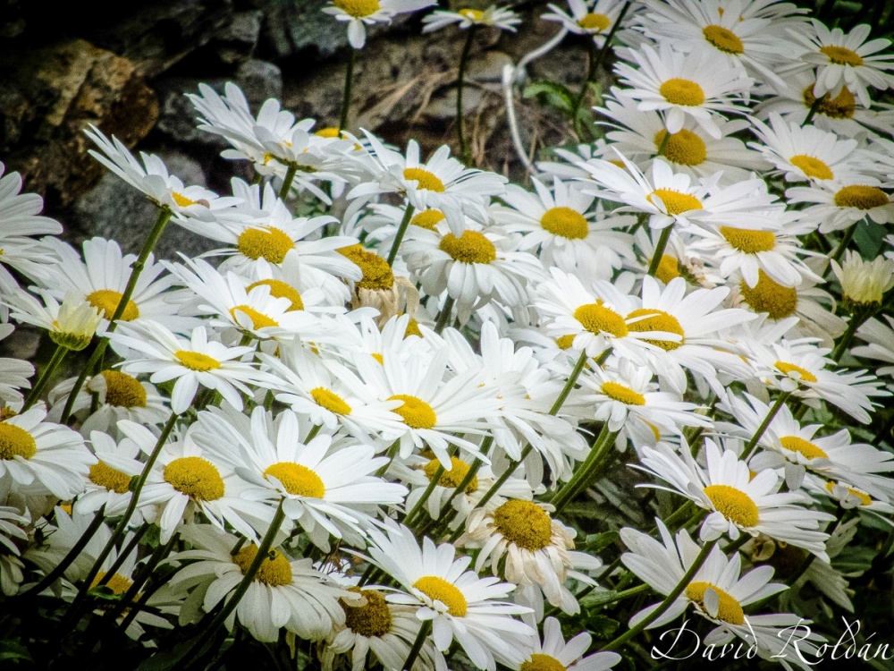 "daisies" de David Roldn