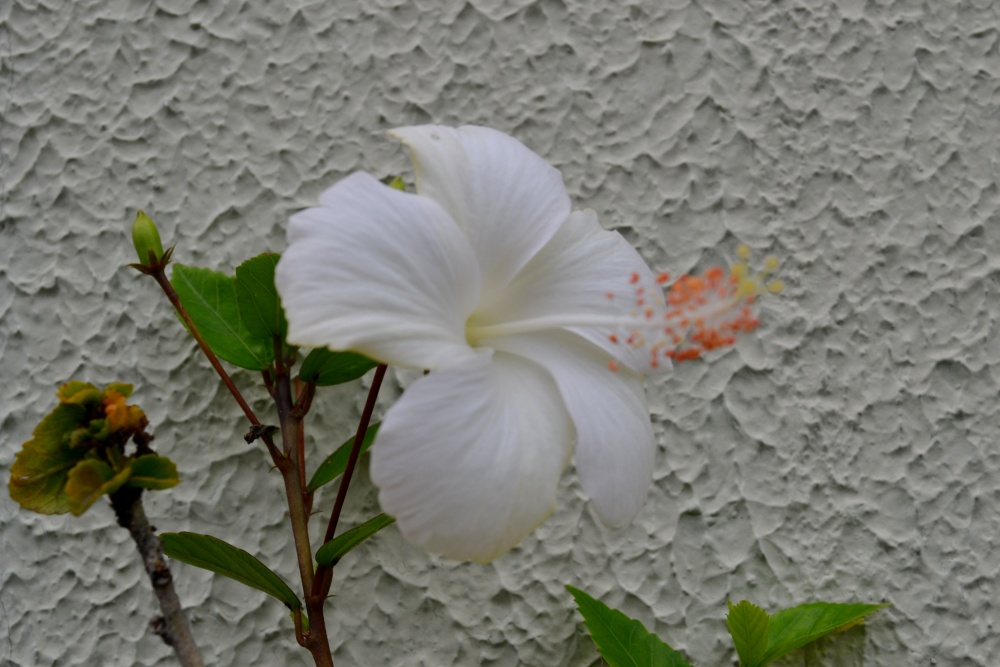 "flor blanca" de Carlos Salto