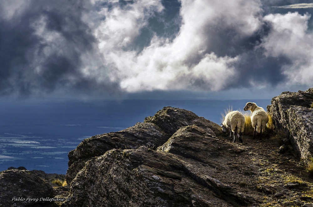 "2 ovejas" de Pablo Perez Dellepiane