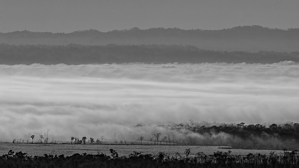 "Niebla" de Alejandro Espeche