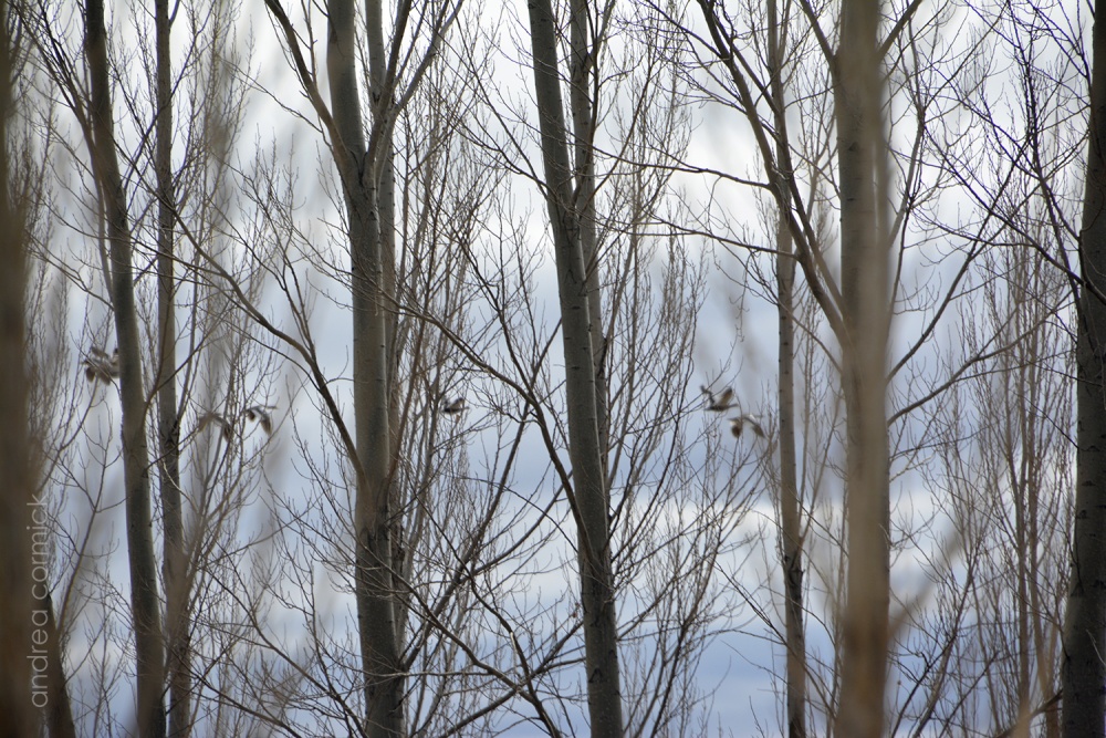 "se me volaron los pajaros...." de Andrea Cormick