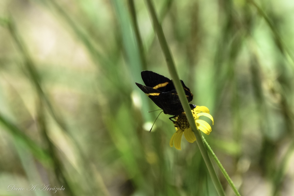 "Mariposa" de Dario A. Arrazola