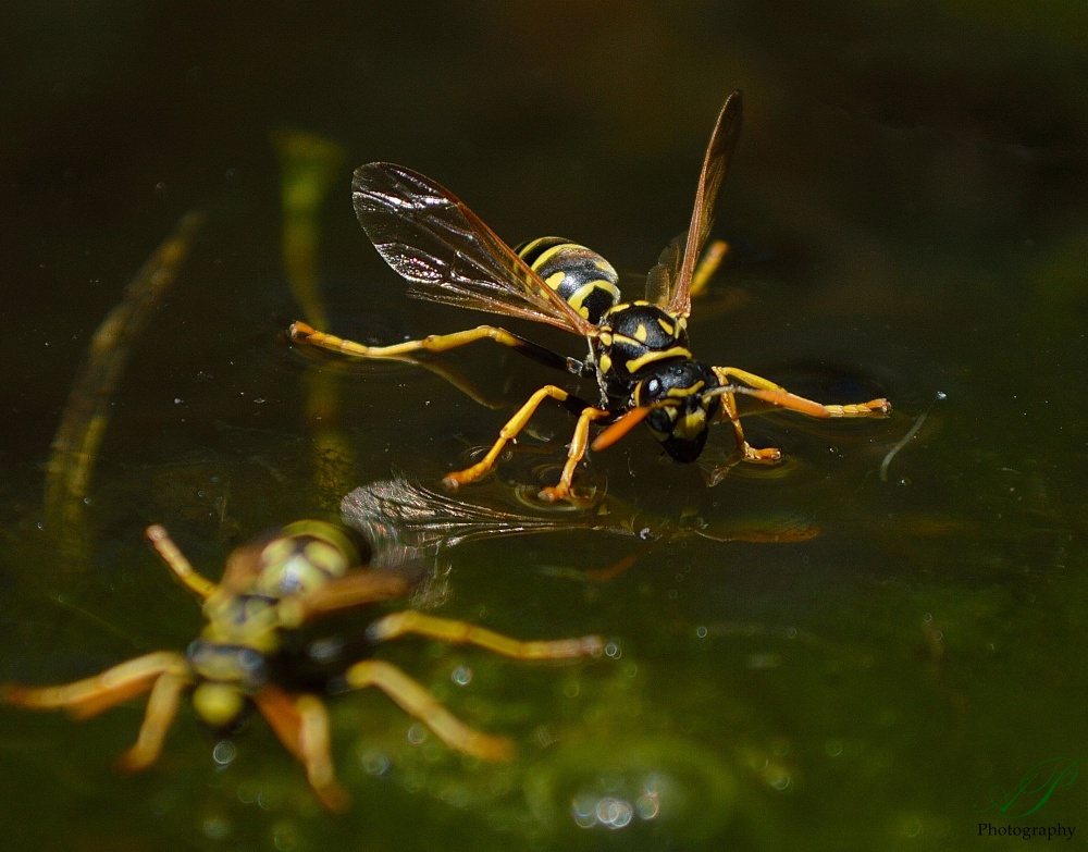 "La Vespula Germnica, ms conocida como Chaqueta" de Adrian Peterseim