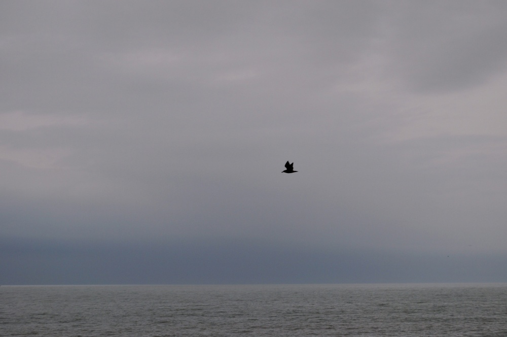 "Una Gaviota ,Su Cielo, Su Mar !!!" de Silvia Emilia Guerra