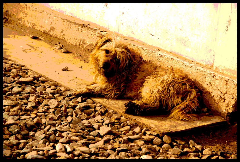 "QUE ME ESTAS DICIENDOOOOO?!!!" de Maria Eugenia Cailly (euge)