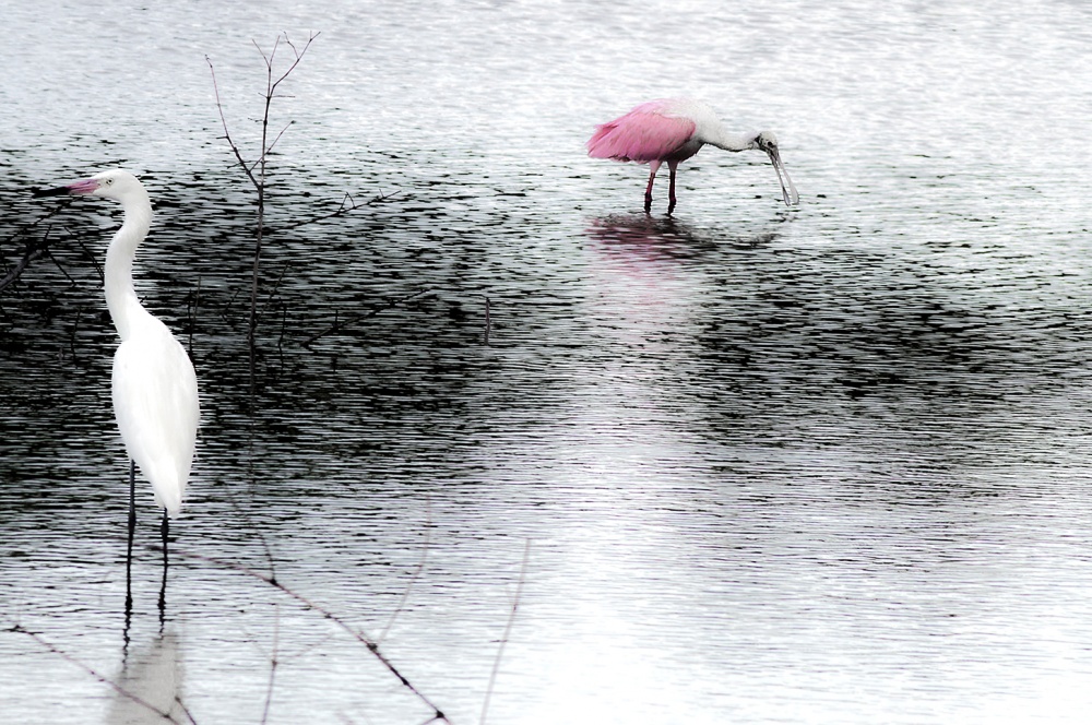 "Rosa & Blanco" de Ovidio Alberto Arenas