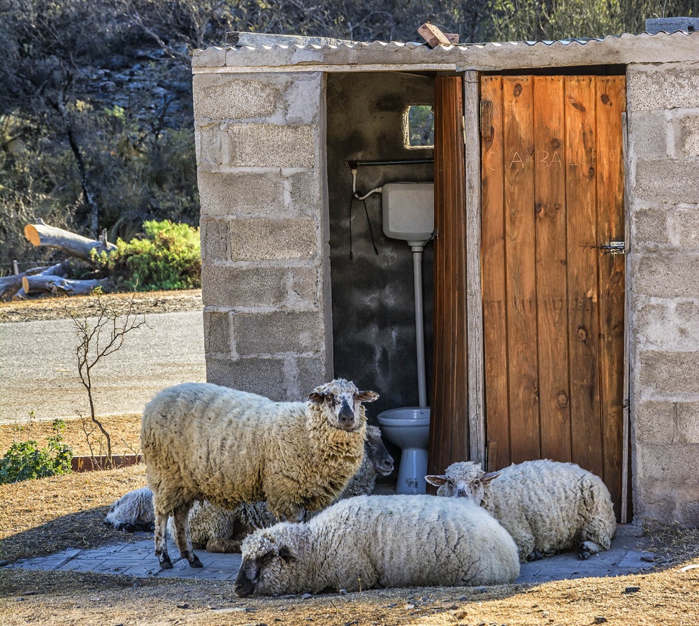 "DAMAS" de Jose Luis Anania