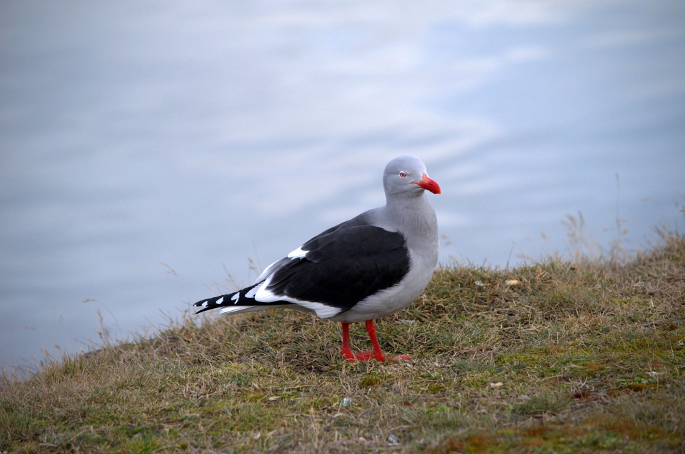 "Gaviota Austral" de Jose Torino