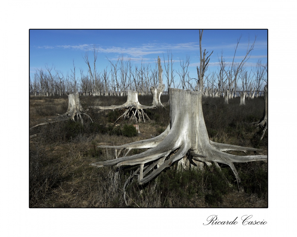 "Serie: `Soledades de Epecuen`" de Ricardo Cascio