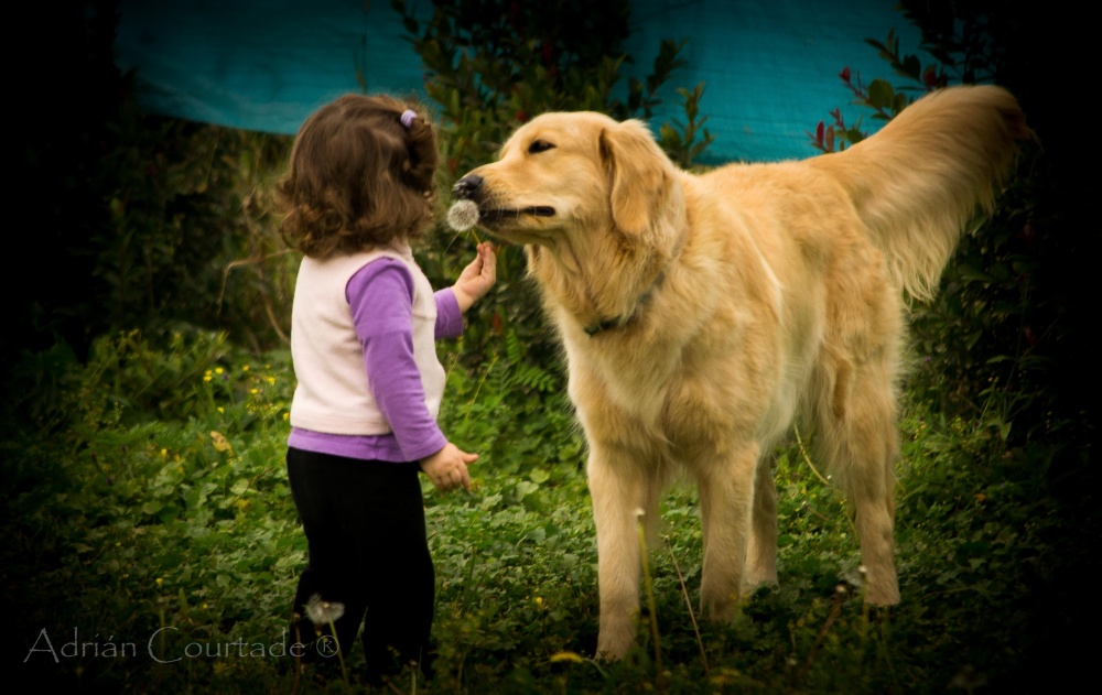 "Amores Perros" de Adrian Courtade