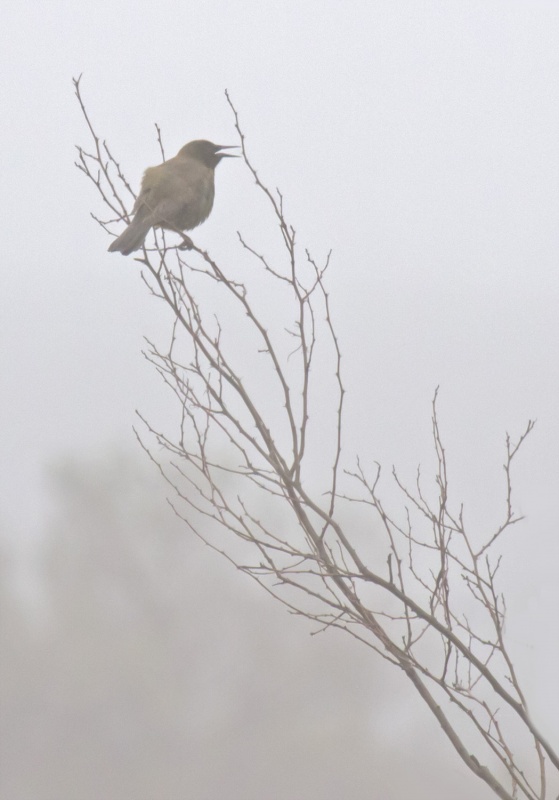 "Cantando en la niebla" de Edith Polverini