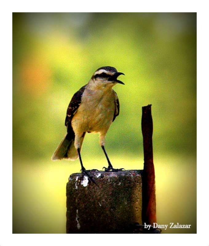 "Cantando !!!" de D. Jonas Zalazar