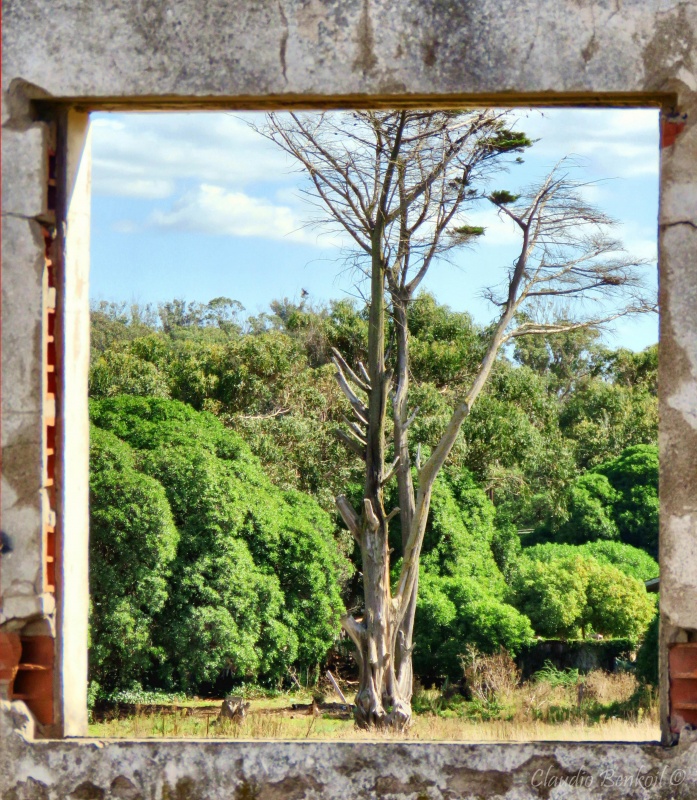 "Naturaleza enmarcada..." de Claudio Benkoil