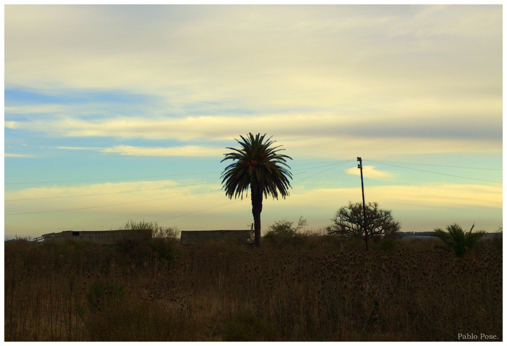 "La palmera." de Pablo Pose