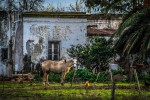 El caballo y la gallina