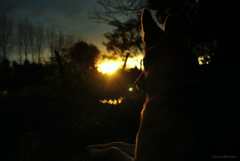 "Compaera de Atardeceres" de Victoria Antonella Martinez