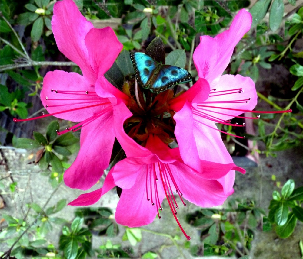 "Hermosa flor" de Pillon Juan