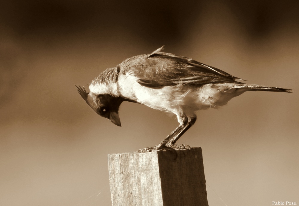 "Cardenal Zombie." de Pablo Pose