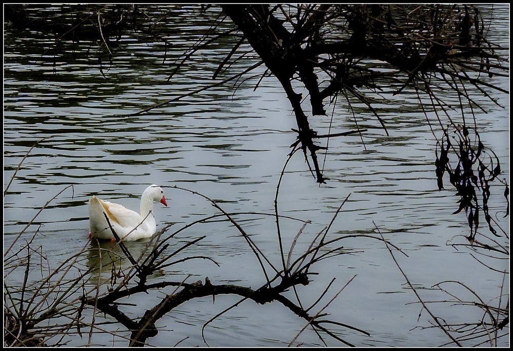 "Solitario" de Adrian Pons