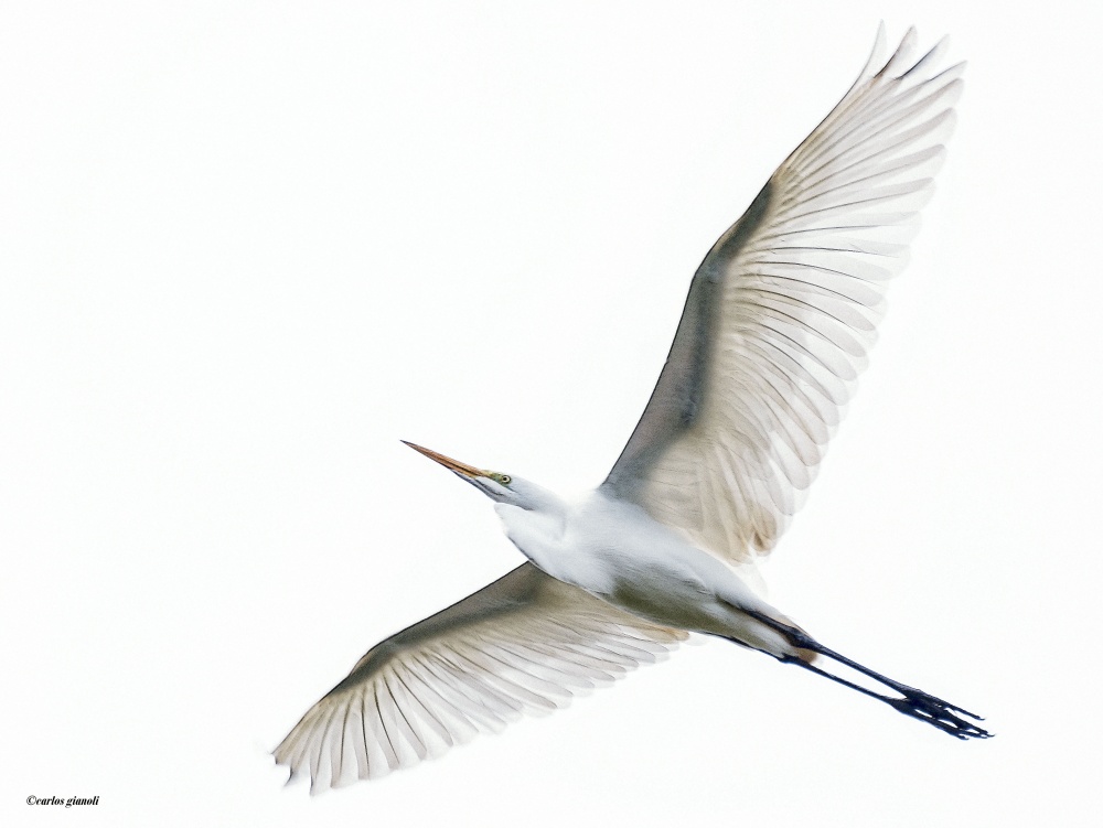 "Garza blanca" de Carlos Gianoli